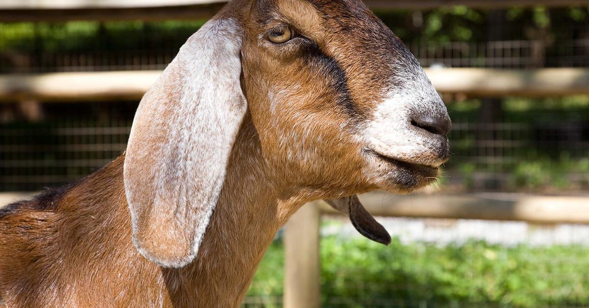 Pictures of Nubian Goat