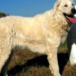 Pictures of Kuvasz