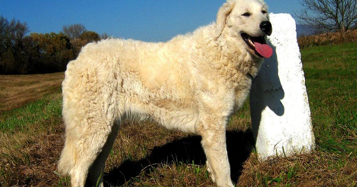 Pictures of Kuvasz