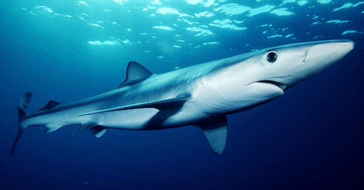 Pictures of Blue Shark