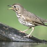 Pictures of Thrush