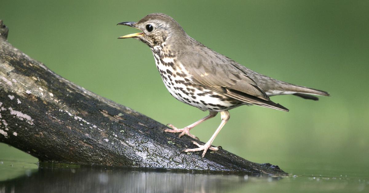 Pictures of Thrush