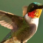 Pictures of Ruby-Throated Hummingbird