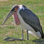 Pictures of Marabou Stork