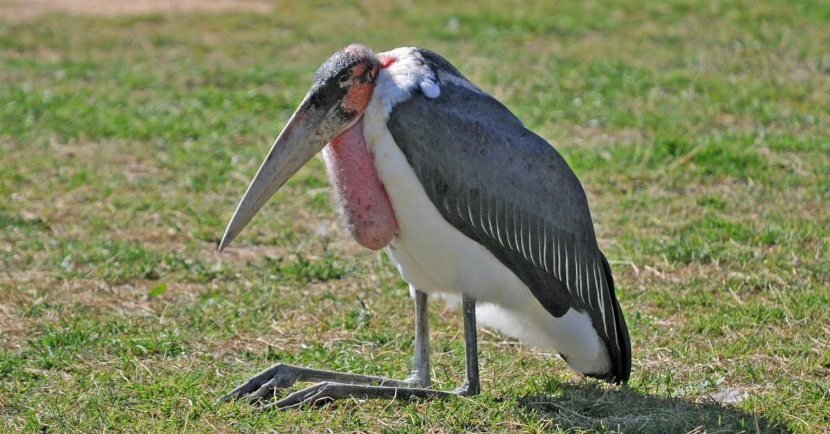 Pictures of Marabou Stork