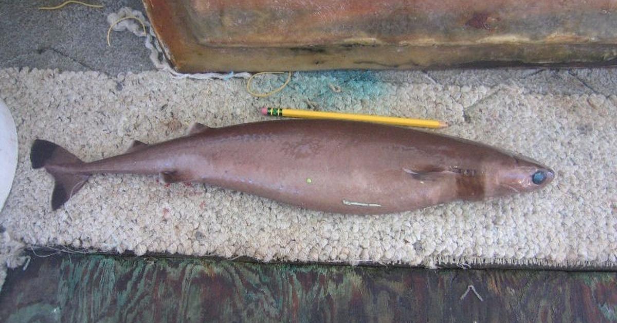 Pictures of Cookiecutter Shark