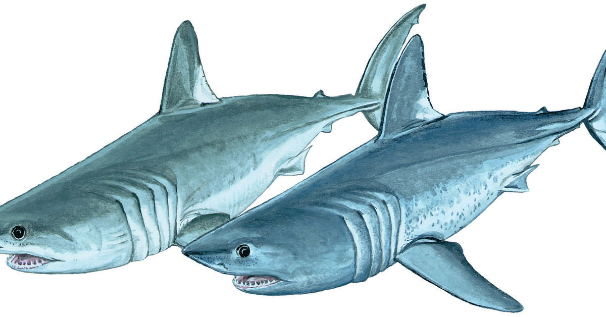 Pictures of Salmon Shark