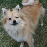 Pictures of German Spitz