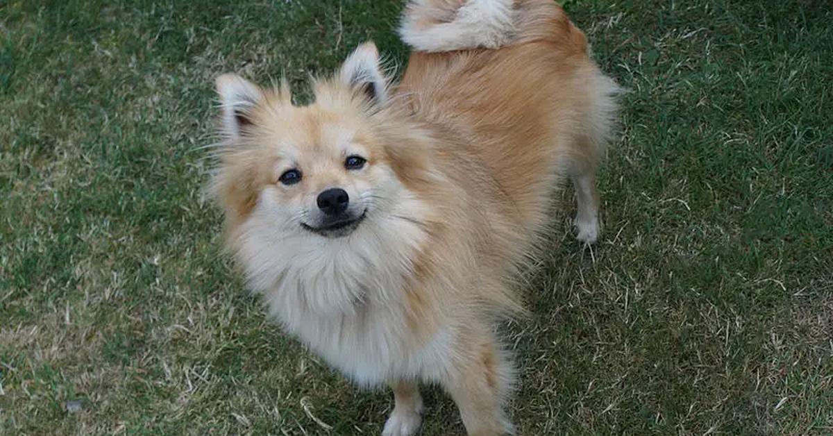 Pictures of German Spitz