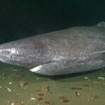 Pictures of Greenland Shark