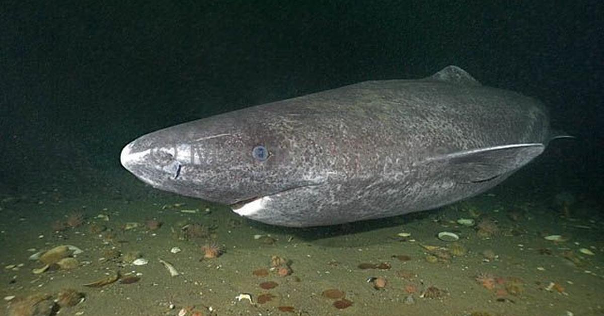 Pictures of Greenland Shark