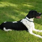 Pictures of English Pointer