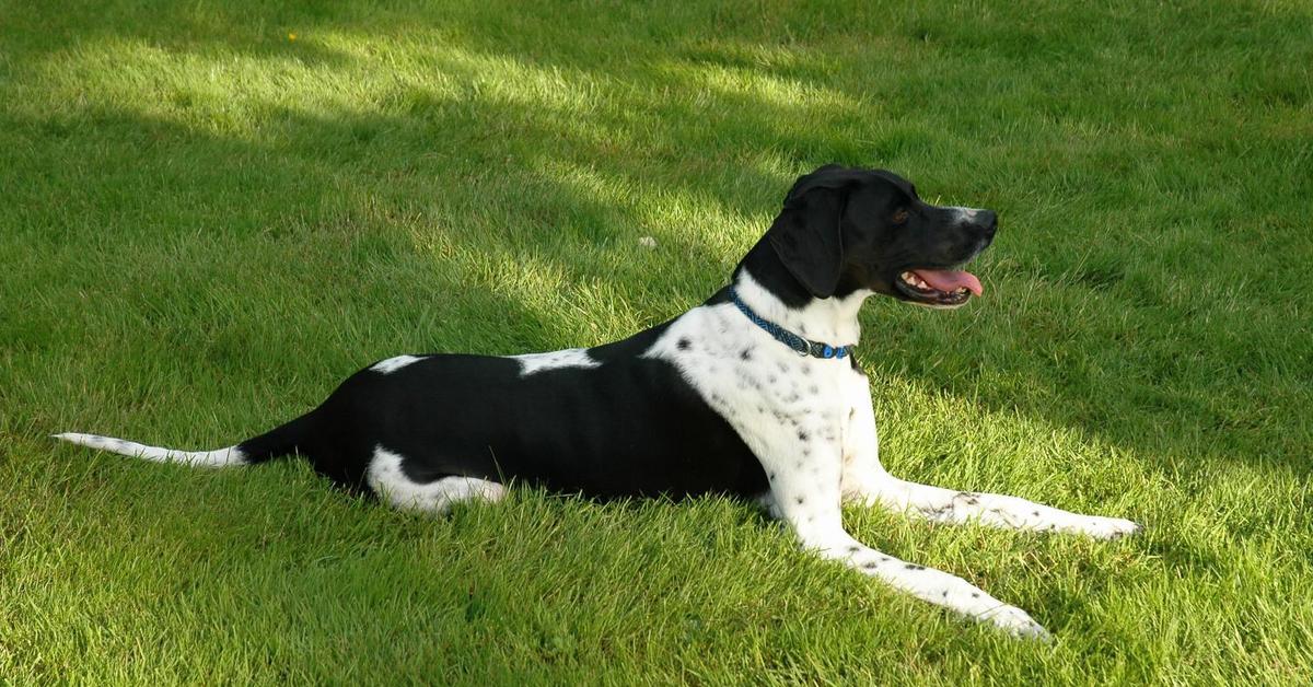 Pictures of English Pointer