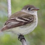 Pictures of Least Flycatcher