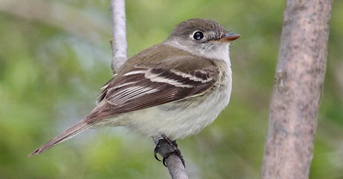 Pictures of Least Flycatcher