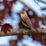 Pictures of Eastern Phoebe