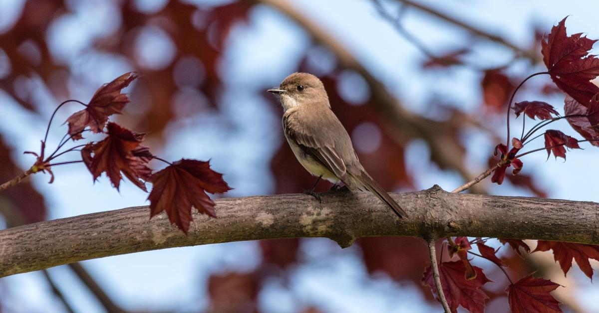 Pictures of Eastern Phoebe