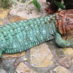 Pictures of Caiman Lizard