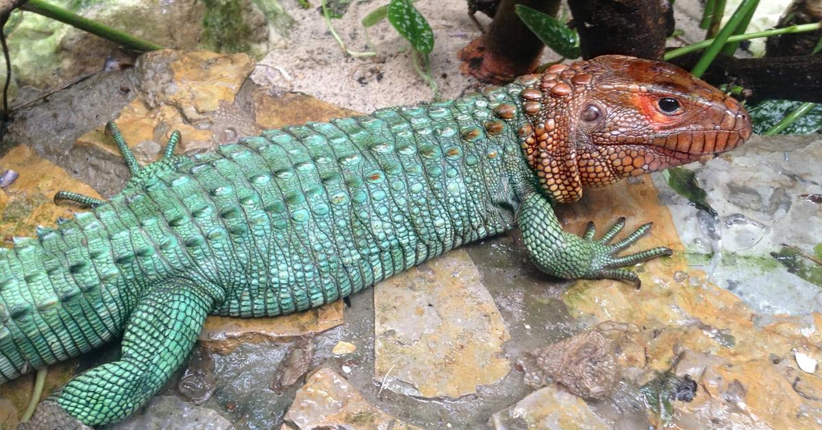 Pictures of Caiman Lizard