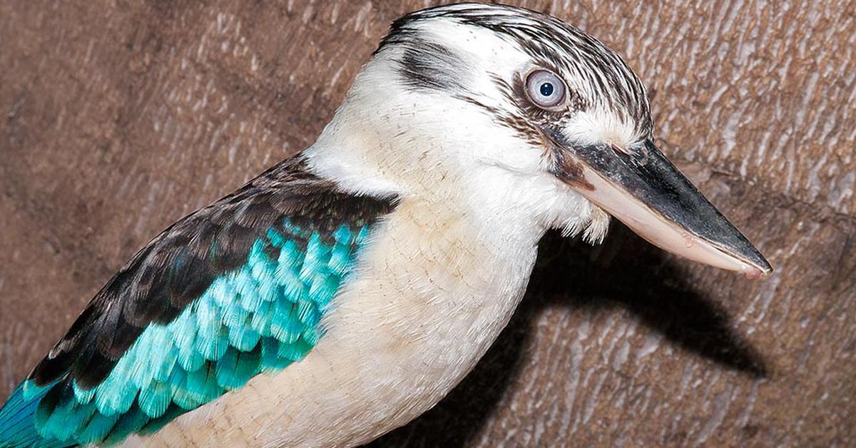 Pictures of Laughing Kookaburra