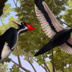 Pictures of Ivory-Billed Woodpecker