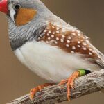 Pictures of Zebra Finch