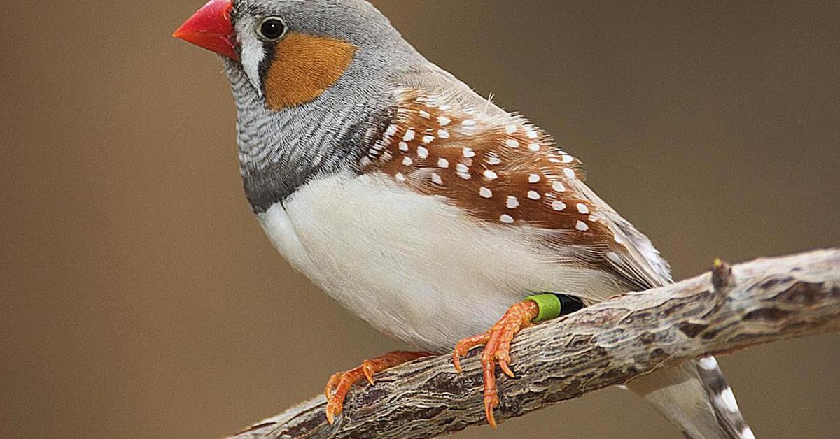 Pictures of Zebra Finch