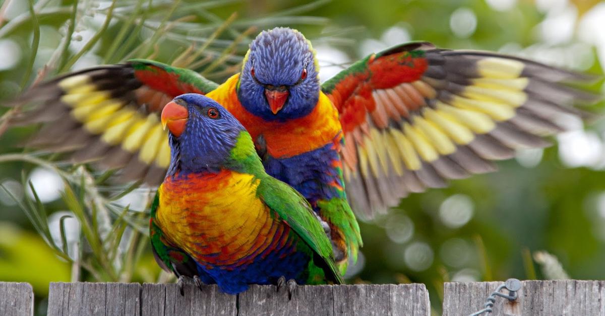 Pictures of Lorikeet