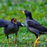 Pictures of Myna Bird