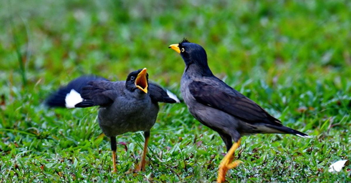 Pictures of Myna Bird