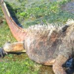 Pictures of Marine Iguana