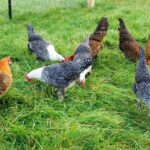 Pictures of Campine Chicken