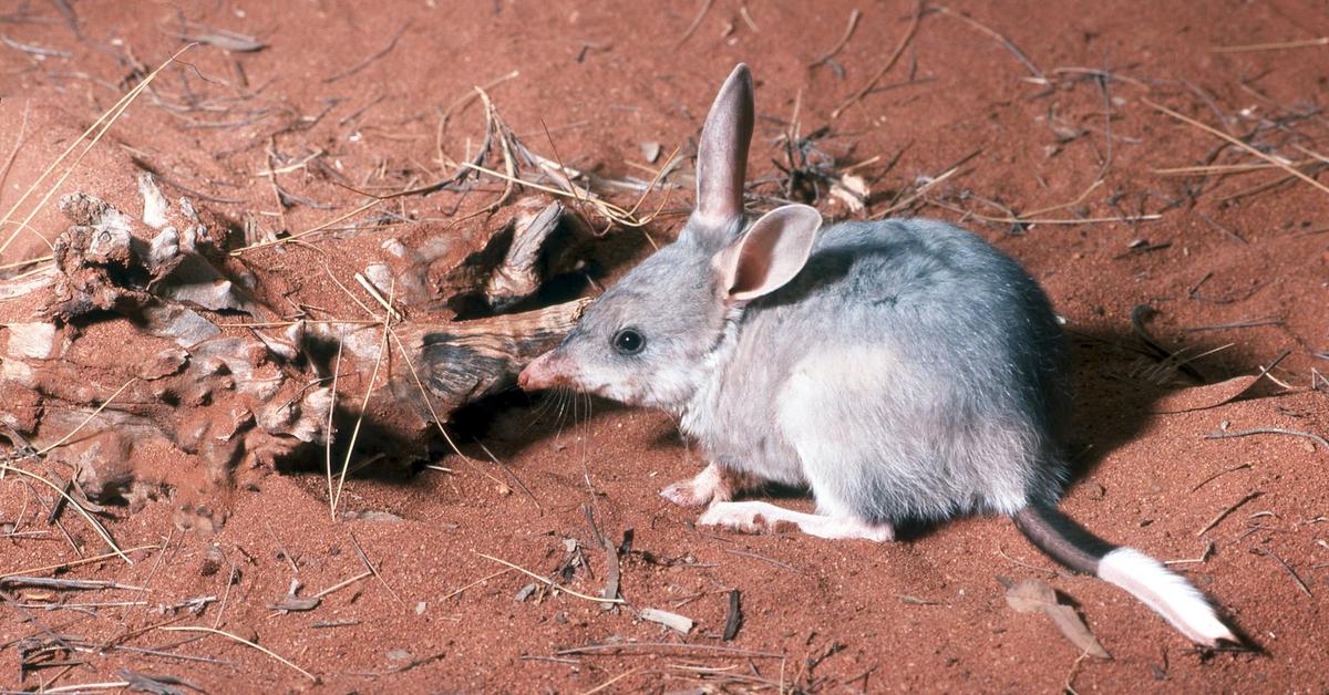 Pictures of Bilby