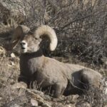 Pictures of Bighorn Sheep