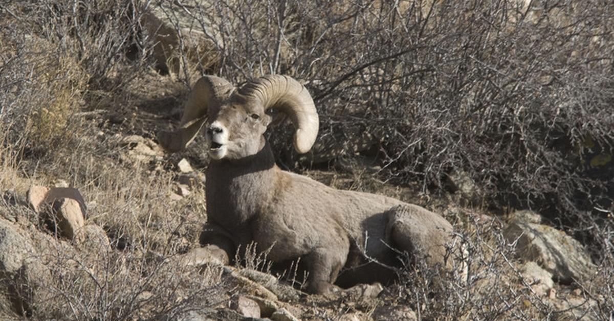 Pictures of Bighorn Sheep