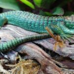 Pictures of Mexican Alligator Lizard