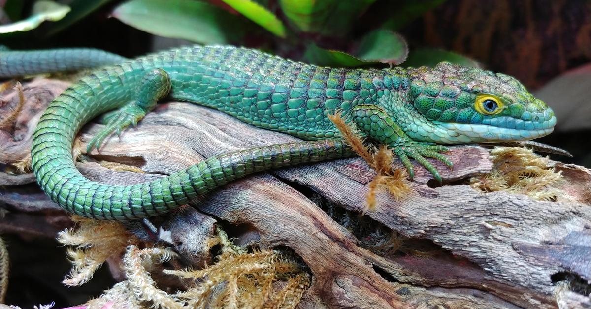 Pictures of Mexican Alligator Lizard