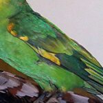 Pictures of Carolina Parakeet