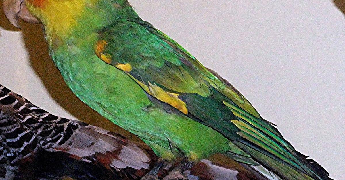 Pictures of Carolina Parakeet