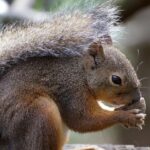 Pictures of Japanese Squirrel