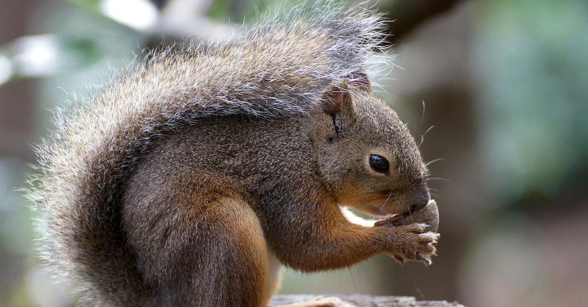 Pictures of Japanese Squirrel