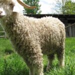 Pictures of Angora Goat