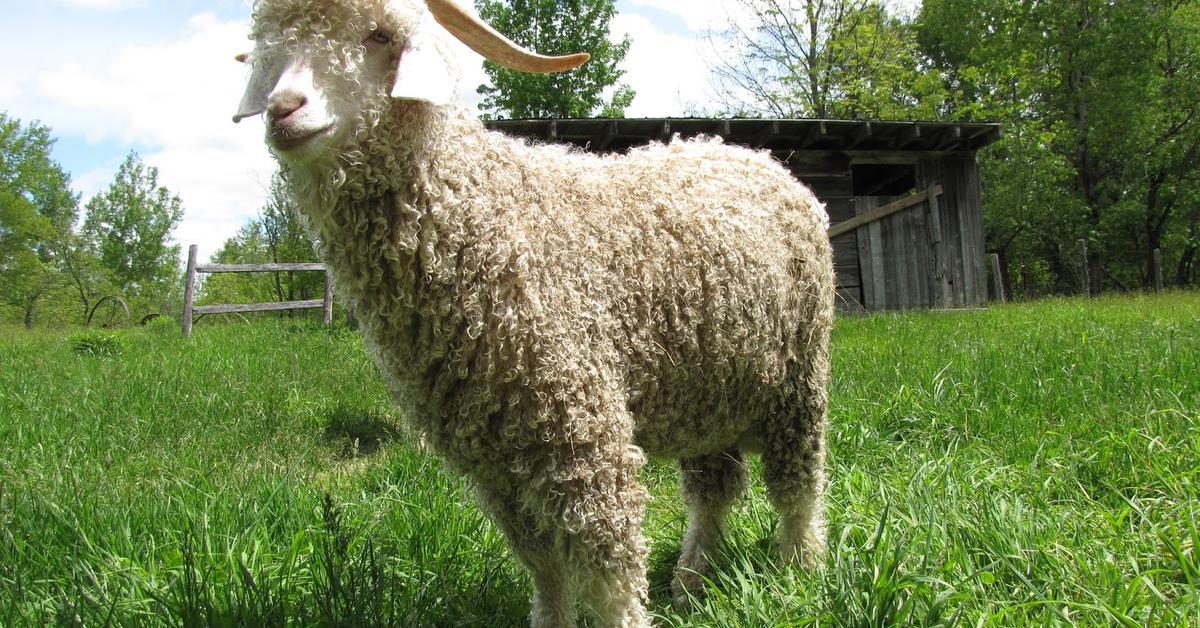 Pictures of Angora Goat