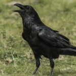 Pictures of Common Raven