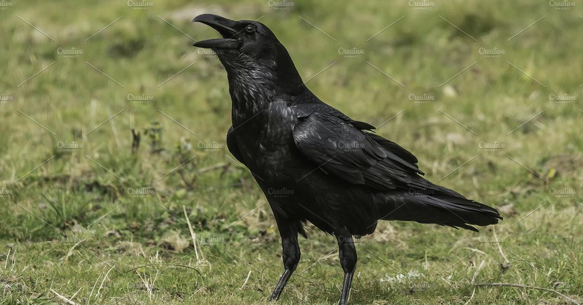 Pictures of Common Raven