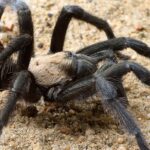 Pictures of Tarantula