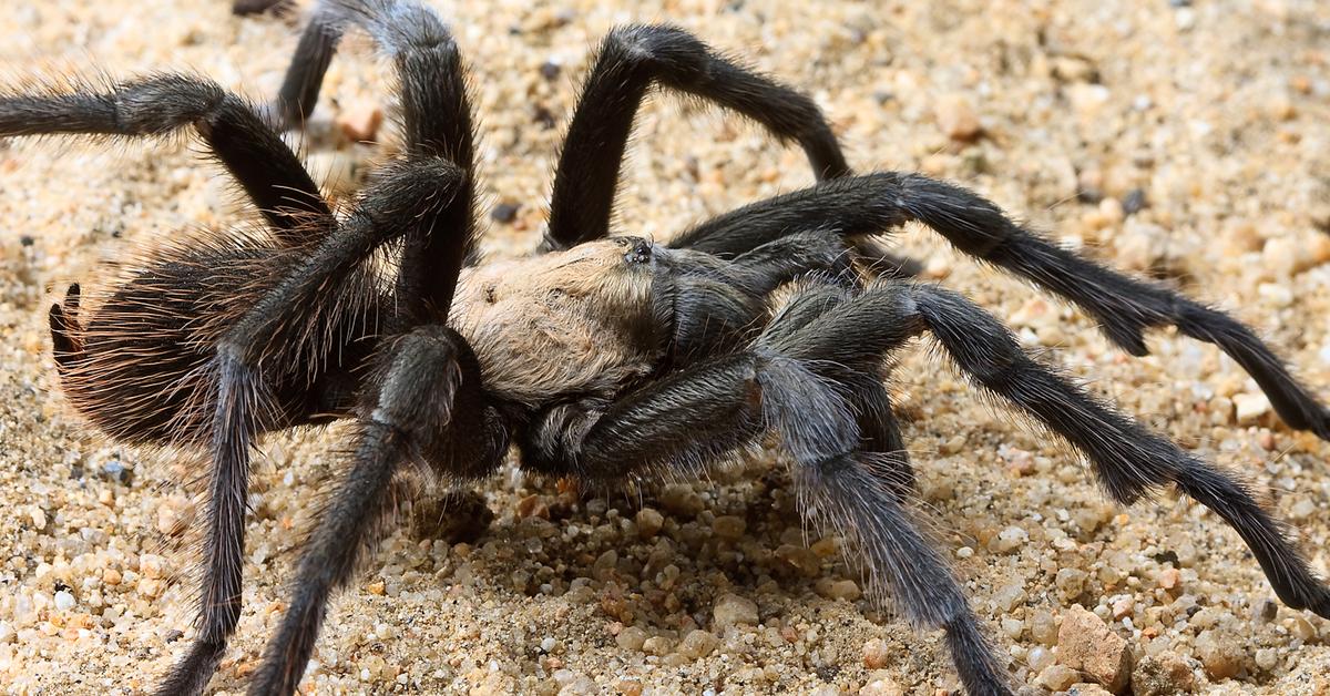 Pictures of Tarantula