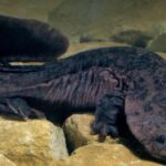 Pictures of Giant Salamander