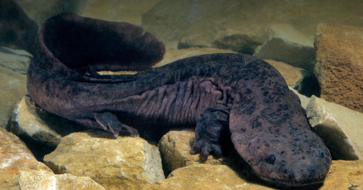 Pictures of Giant Salamander