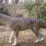 Pictures of Tasmanian Tiger